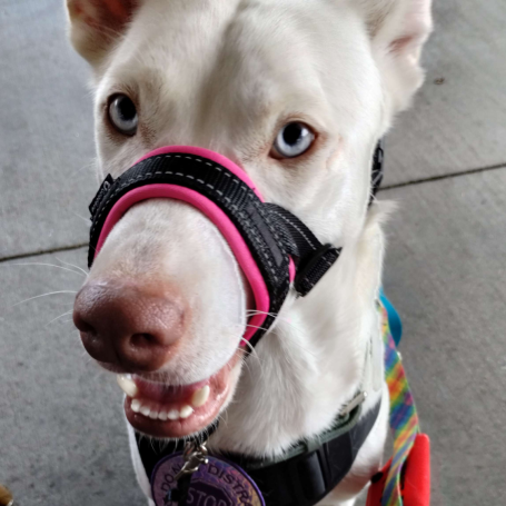 White dog wearing a pink head halter and a colorful harness, looking at the camera.