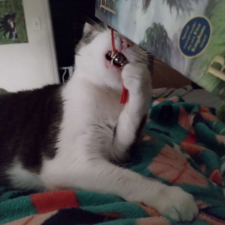 Cat playing with a bookmark's tassel while lying on a colorful blanket.