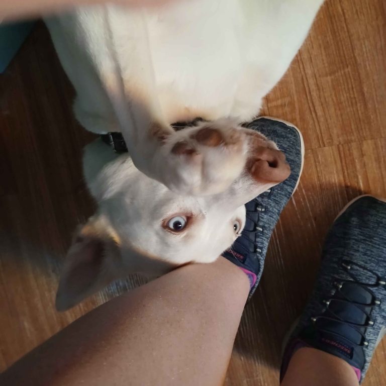 A playful dog with a white coat leans against a person's leg and shoe.