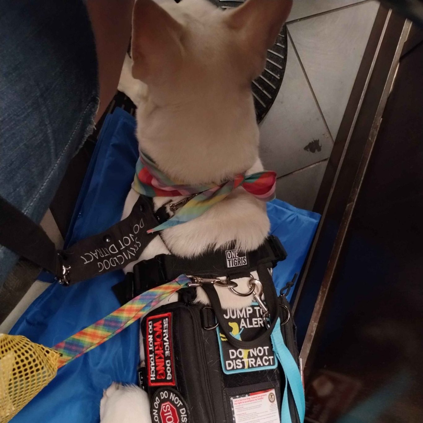 A white service dog with a colorful harness and various patches, sitting on a blue mat in Barnes and Noble.