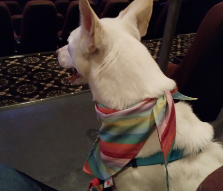 A white dog wearing a colorful scarf sits in a movie theater.